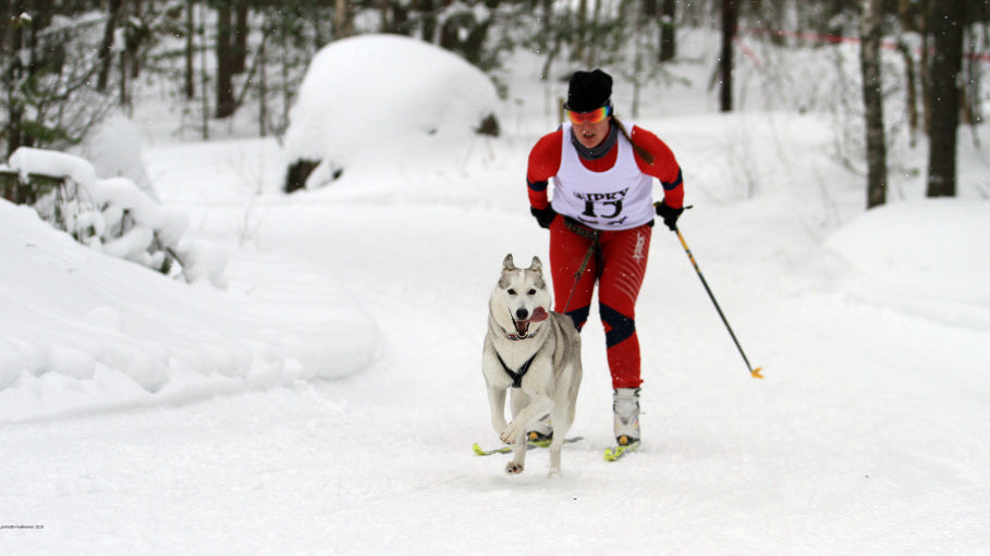 Koirahiihto - hiihtämään koiran kanssa