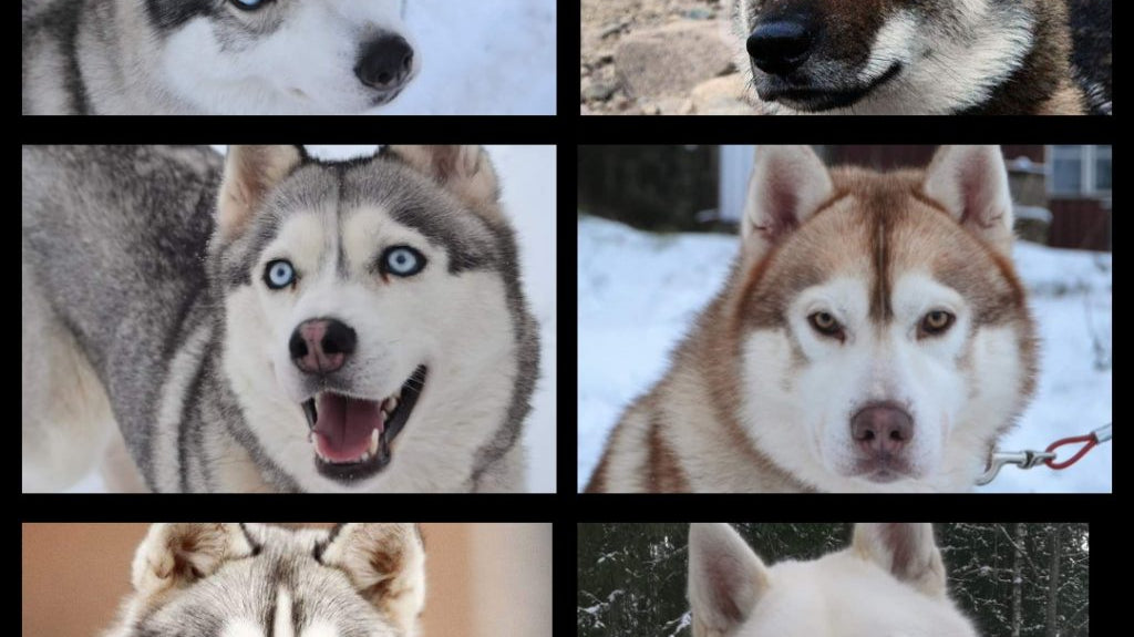 Kelkkailu koiran kanssa