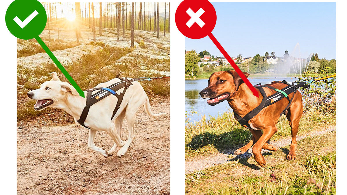 Non-stop dogwear vetovaljaiden sovittaminen