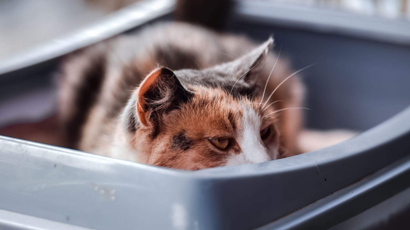 Hiekkalaatikkokäyttäytyminen