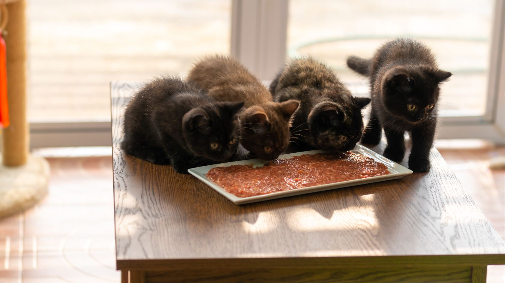 Neljä mustaa kissanpentua syömässä lihaa