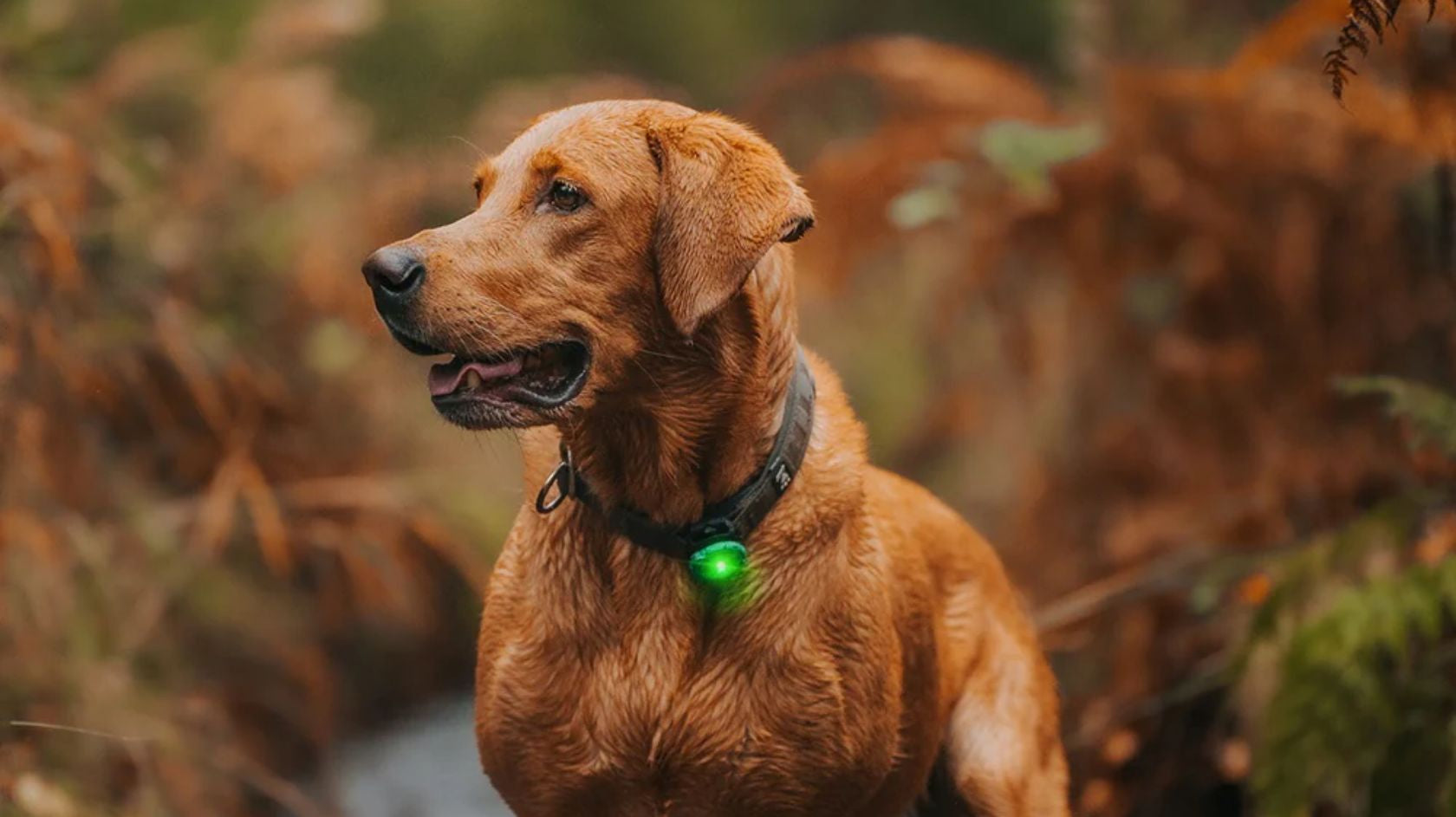 Koira vihreän Orbiloc-turvavilkun kanssa