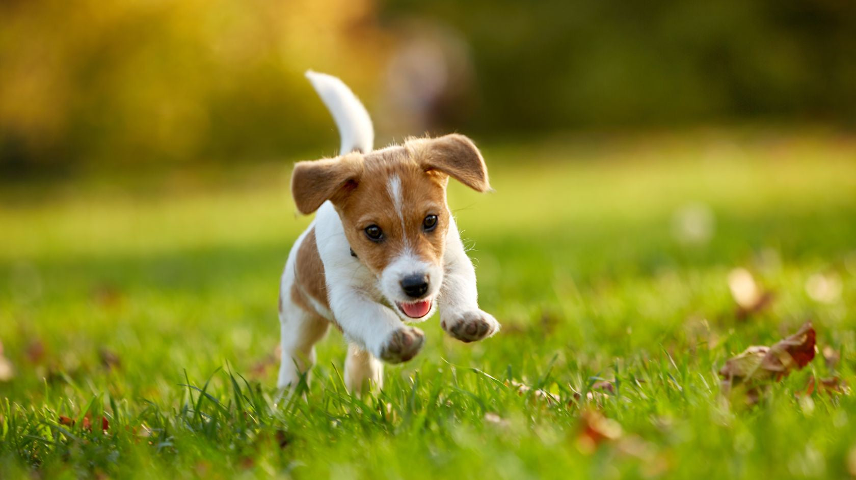 Koiranpentu juoksee nurmikolla