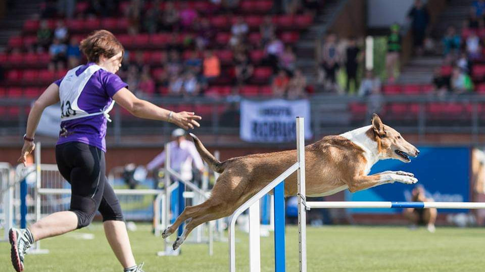 Palkkaus agilityssä - iloa ja vauhtia työskentelyyn