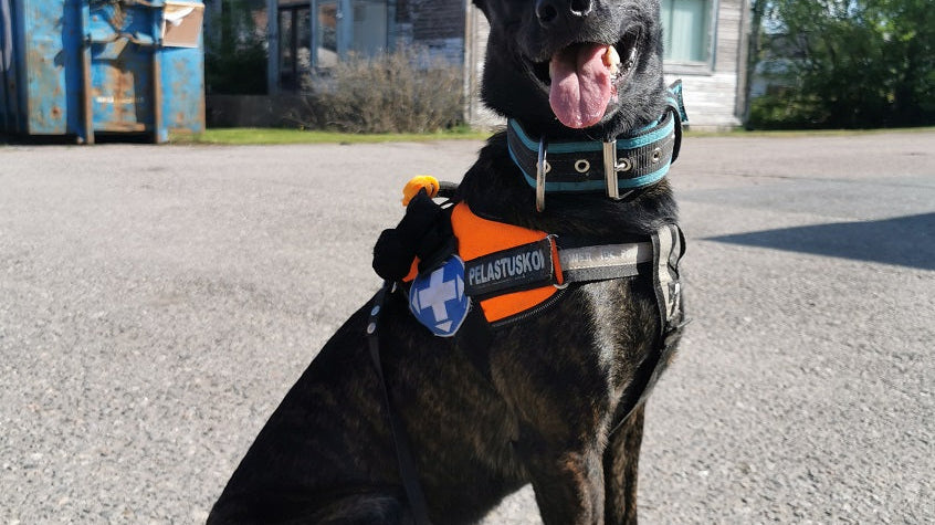 Pennusta pelastuskoiraksi osa 2