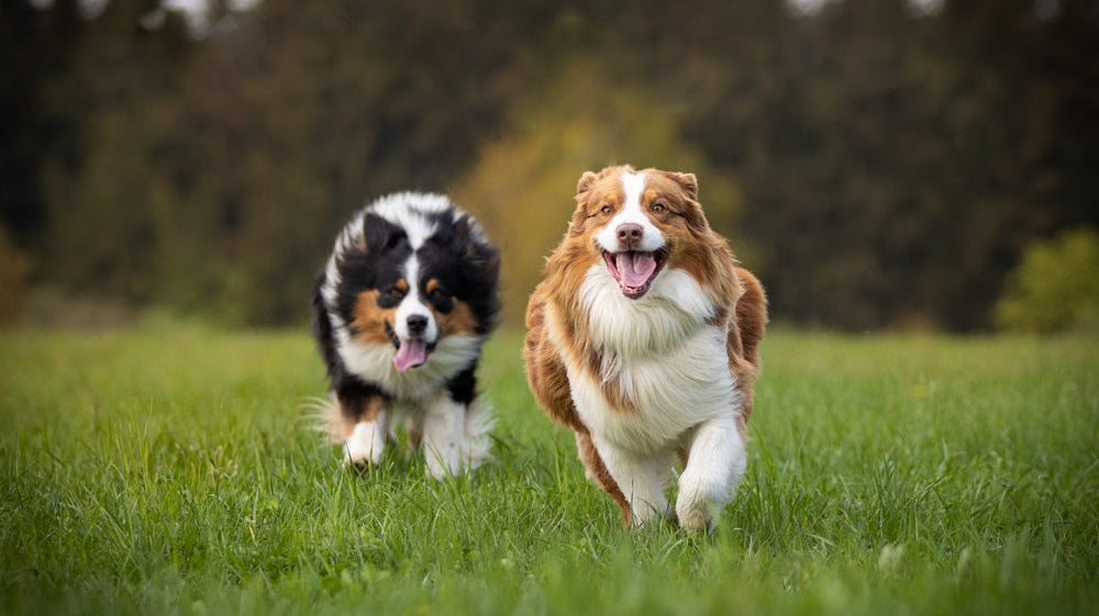 Vetovarusteiden valinta