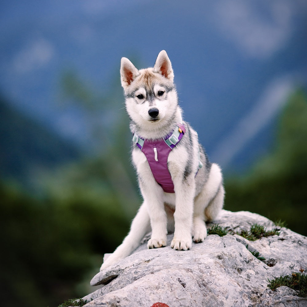 Woolly Wolf Alpha 360 koiran valjaat, Mauve Mix