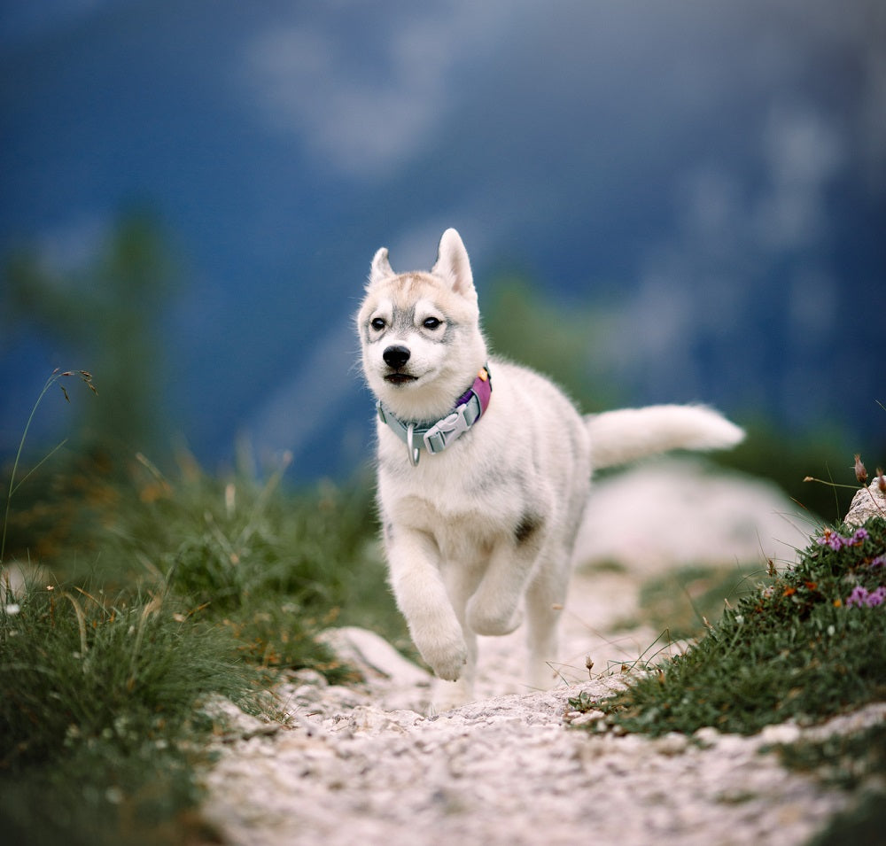 Woolly Wolf Alpha 360 Collar Mauve Mix koiran kaulapanta
