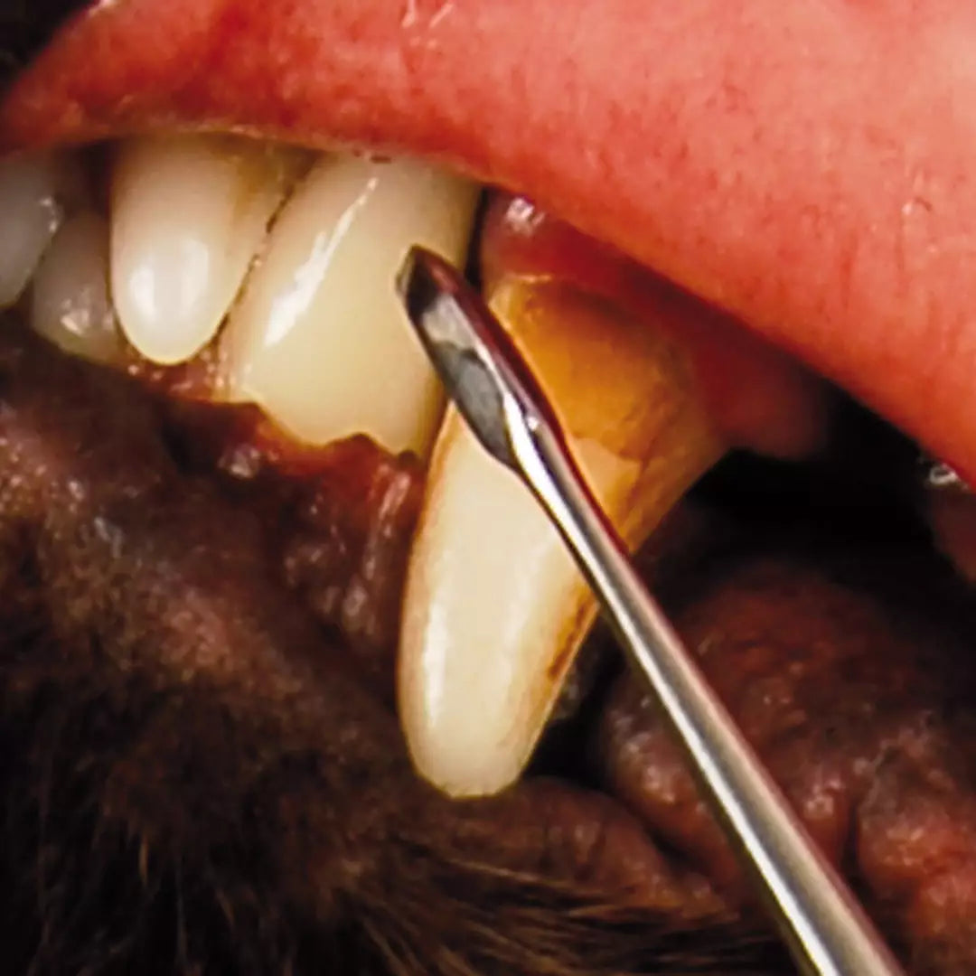 Show Tech Hammasraspi