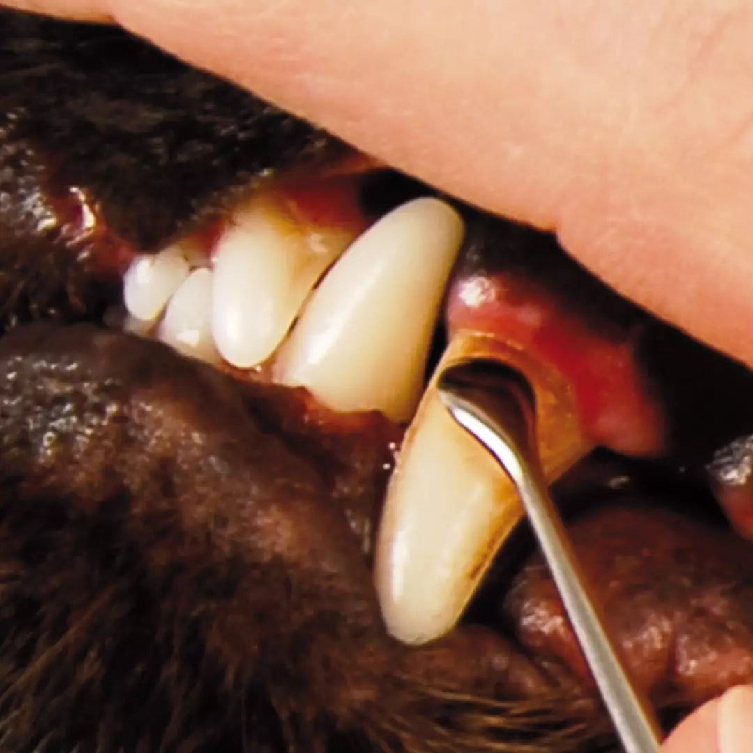 ST Toothscaler Hook Teeth Cleaning