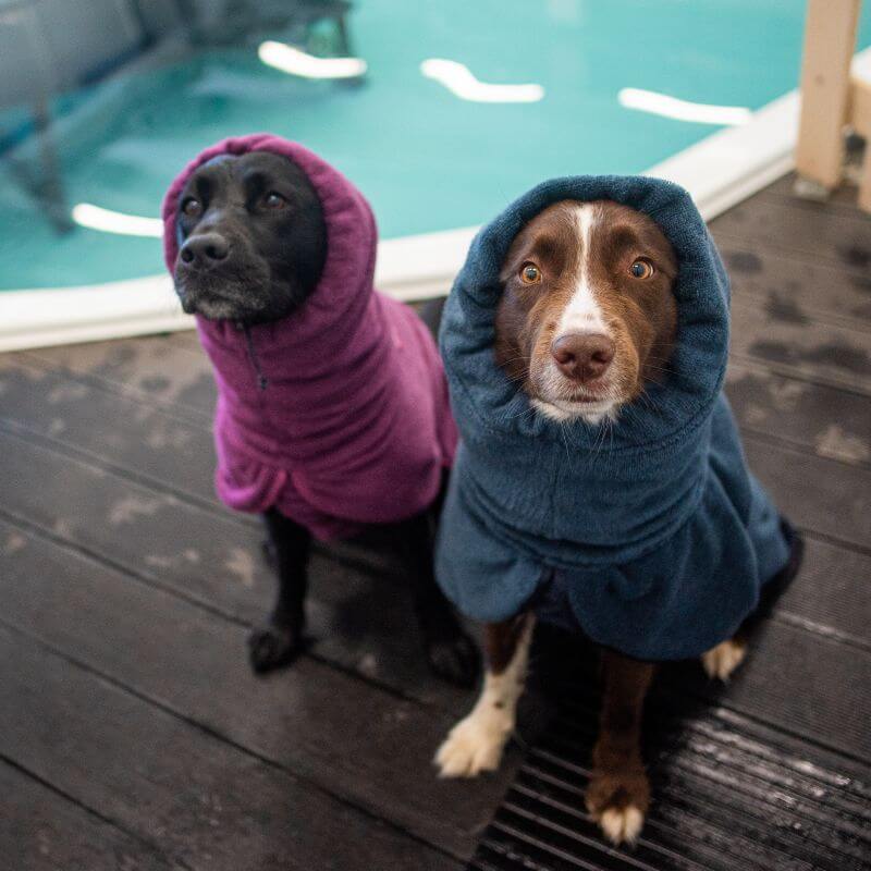 BathPomppa koiran kylpytakki, plum