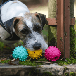 Freedog Rubber Snack emoji