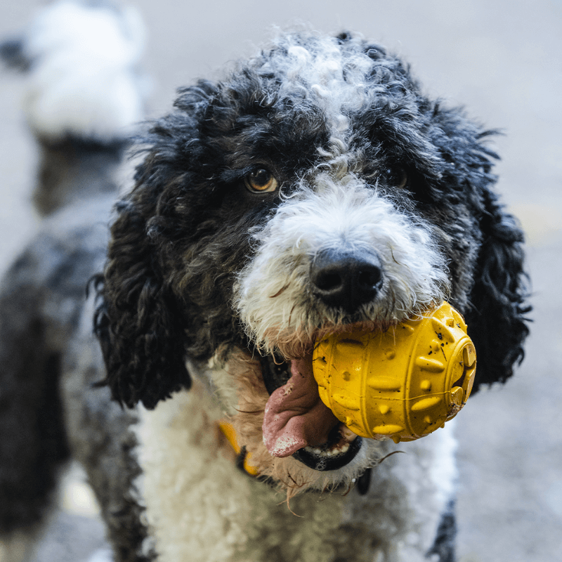 Freedog Rubber Snack tiikki