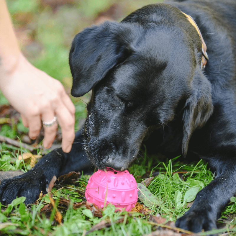 Freedog Rubber Snack tiikki