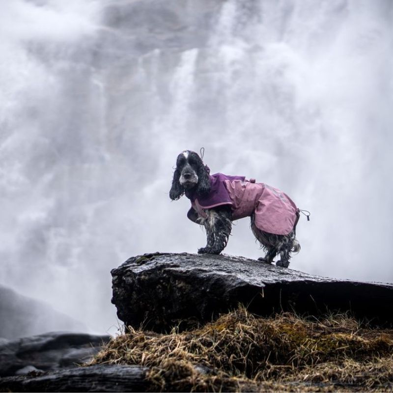 Non-stop dogwear Fjord 2.0 koiran sadetakki 2.0 mauve