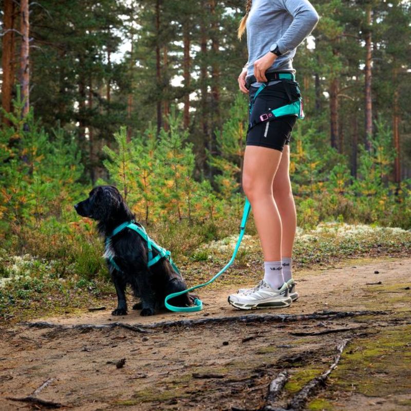 Non-stop dogwear Bungee leash joustotalutin, aqua