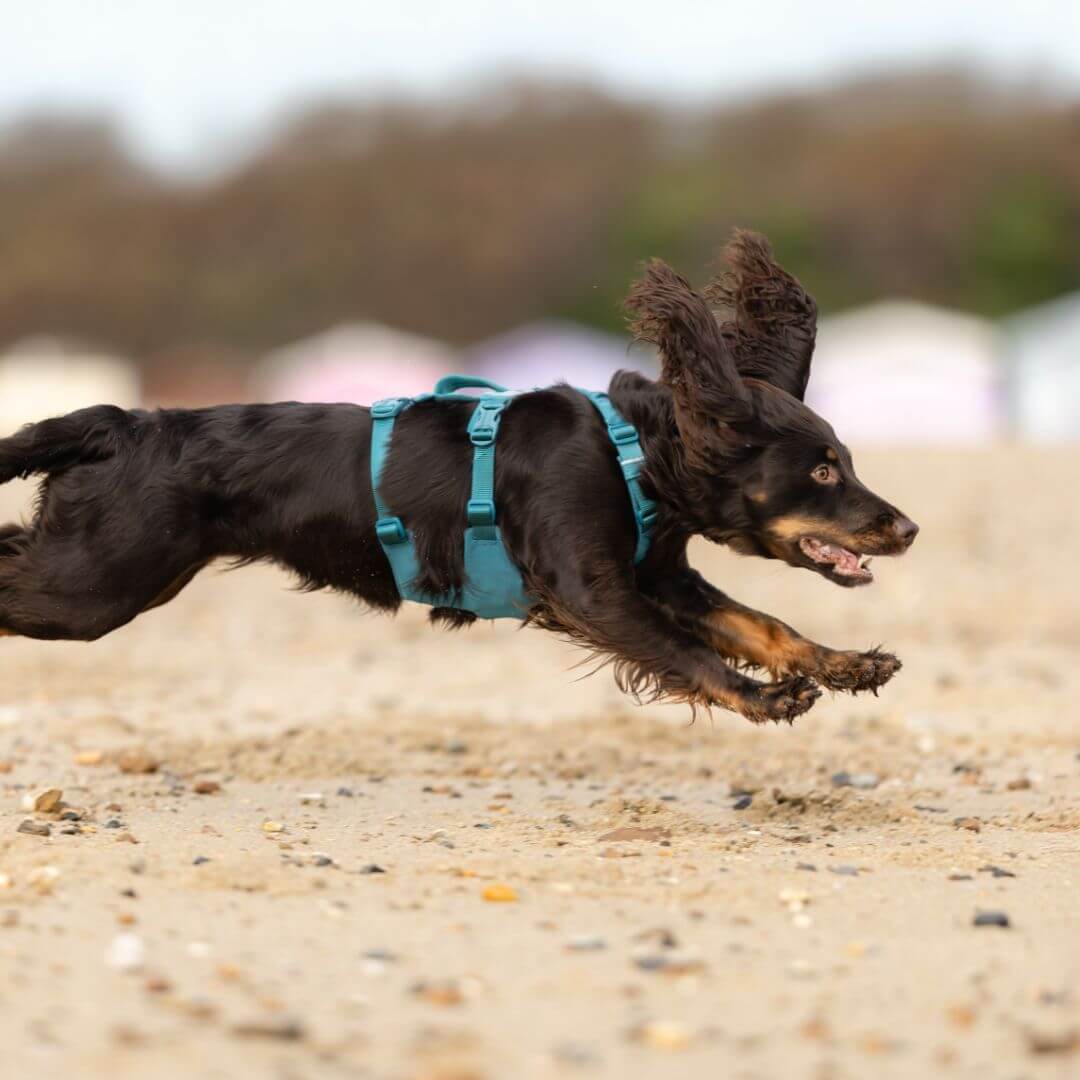 Non-stop dogwear Ramble long koiran valjaat, petrooli