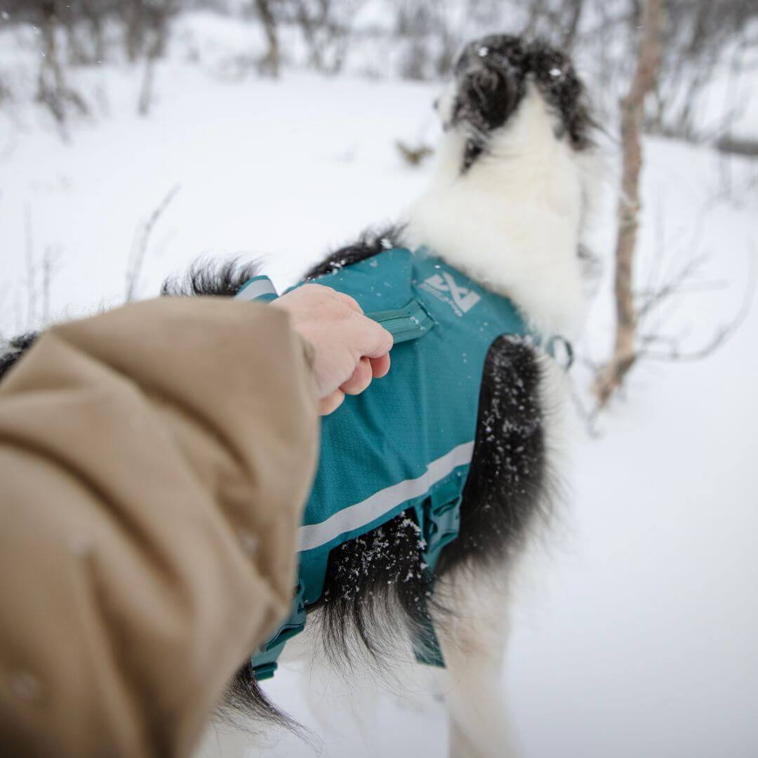 Non-stop dogwear Ramble long koiran valjaat, petrooli