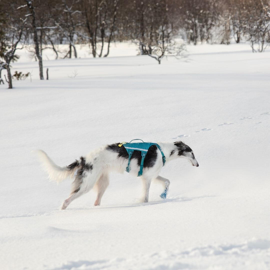 Non-stop dogwear Ramble long koiran valjaat, petrooli