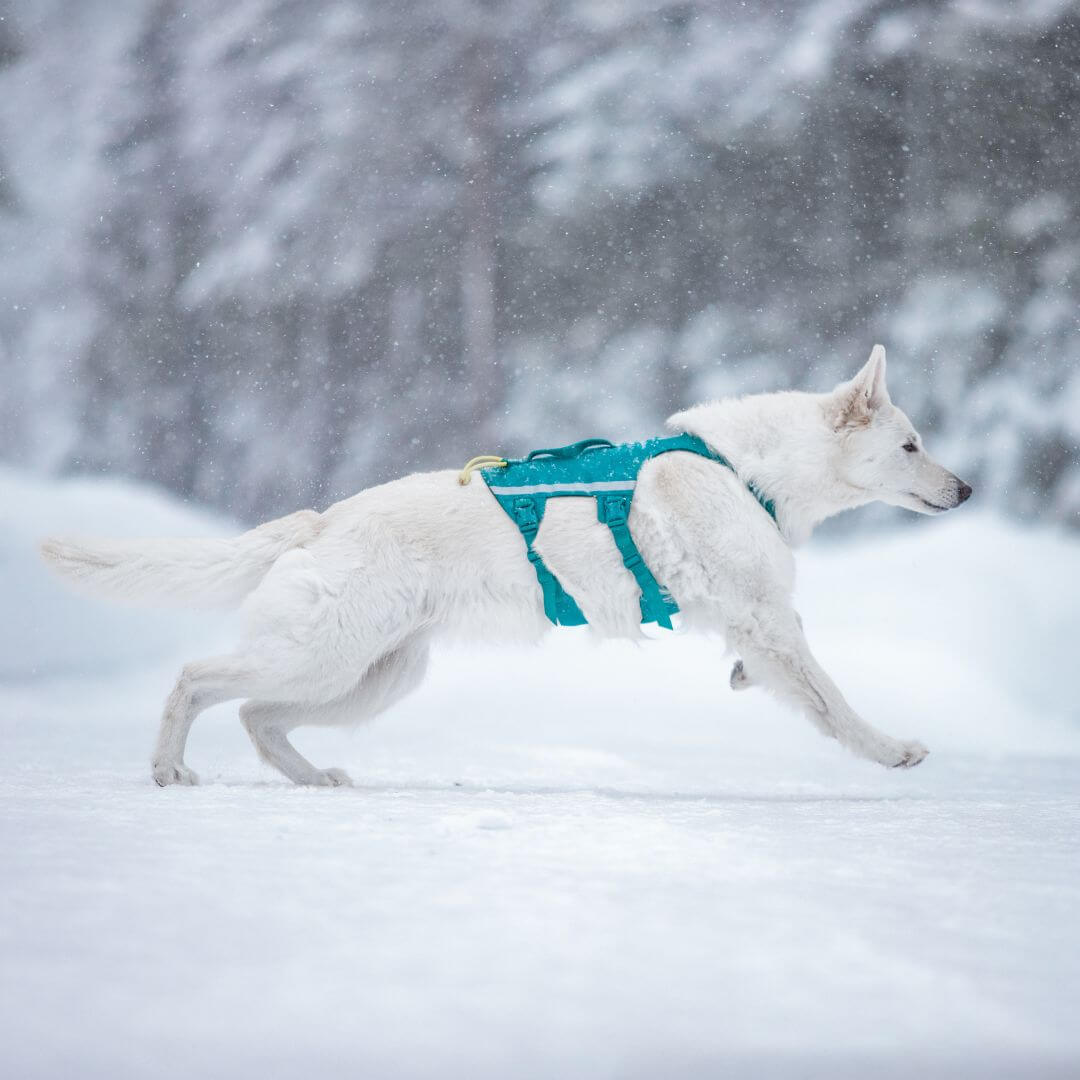 Non-stop dogwear Ramble long koiran valjaat, petrooli