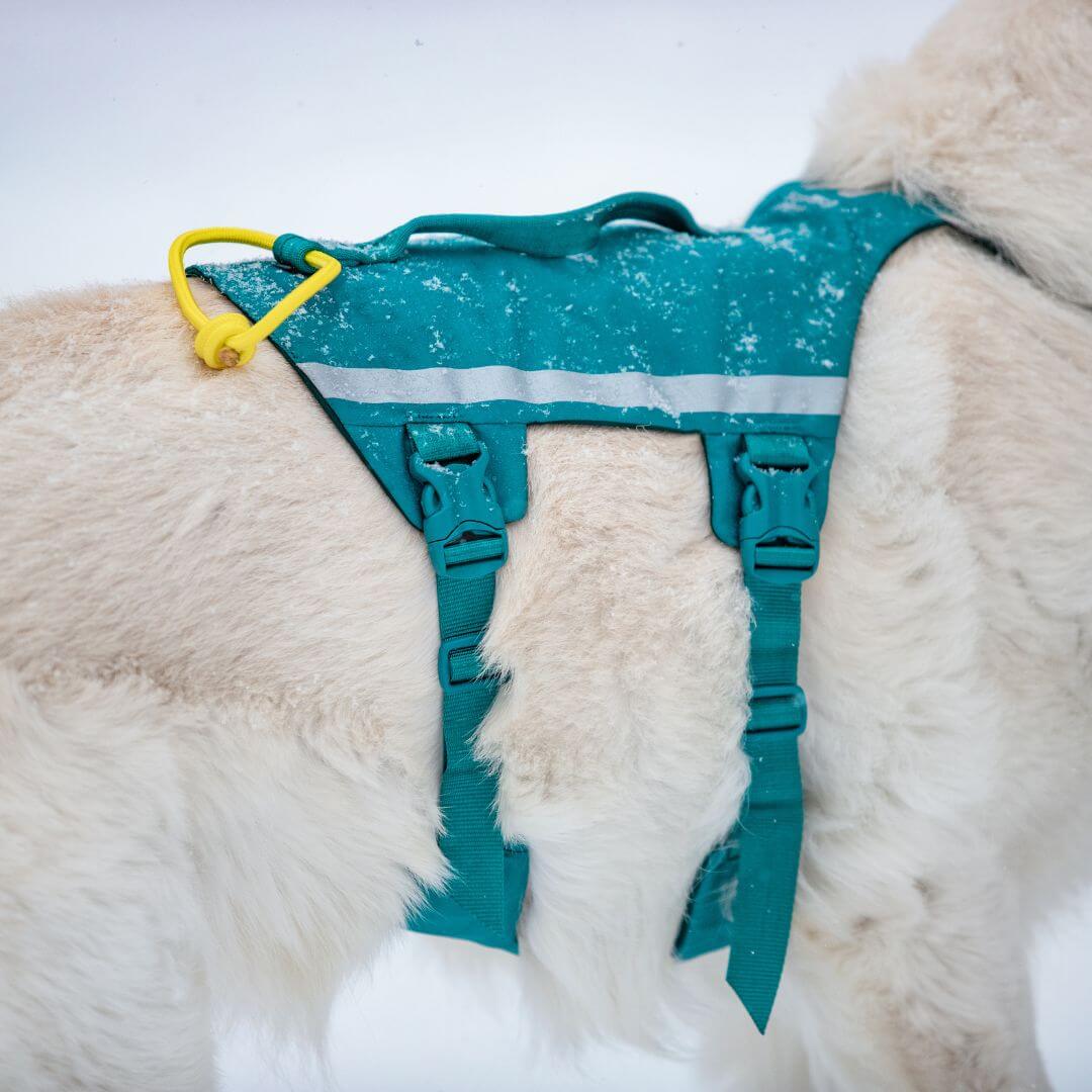 Non-stop dogwear Ramble long koiran valjaat, petrooli