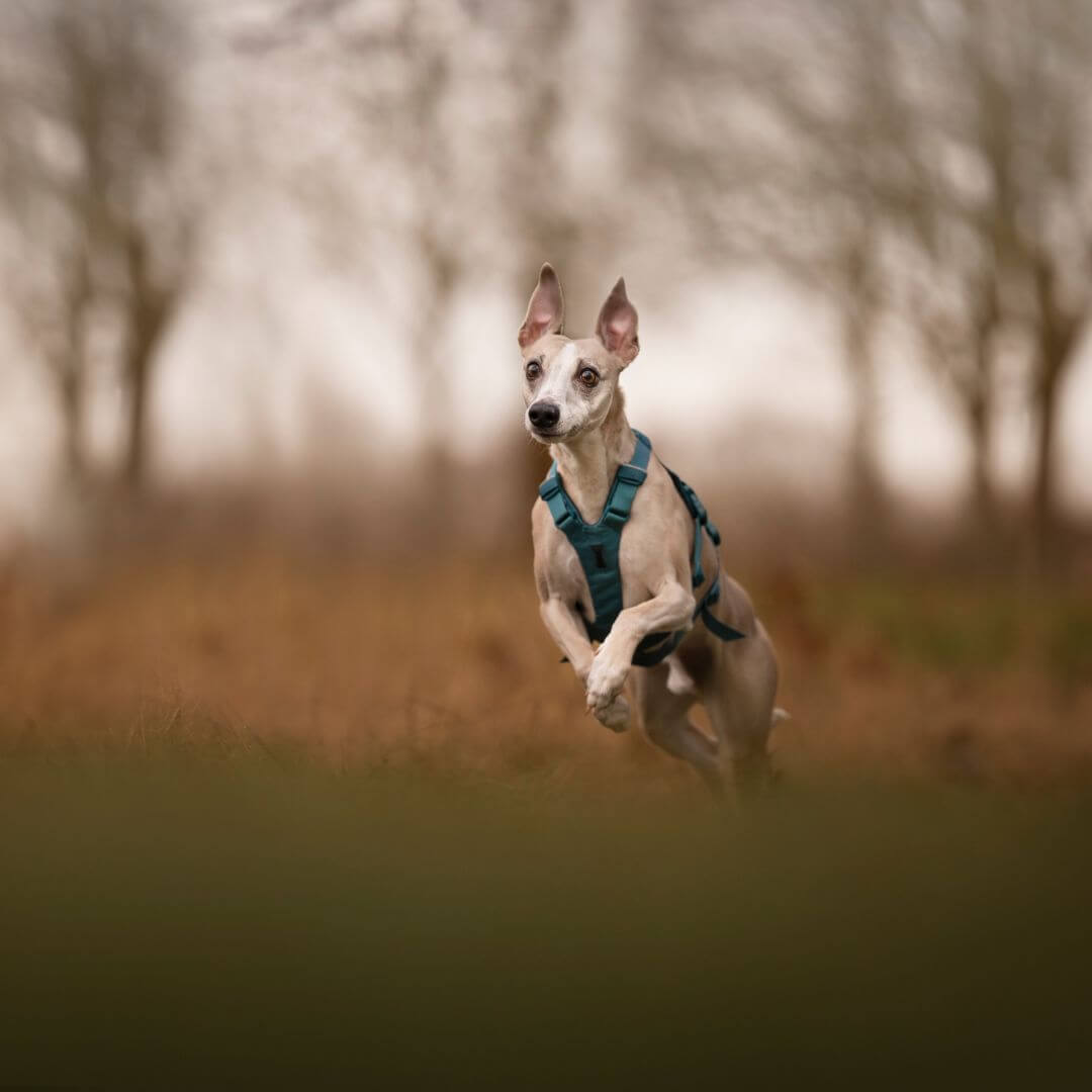 Non-stop dogwear Ramble long koiran valjaat, petrooli