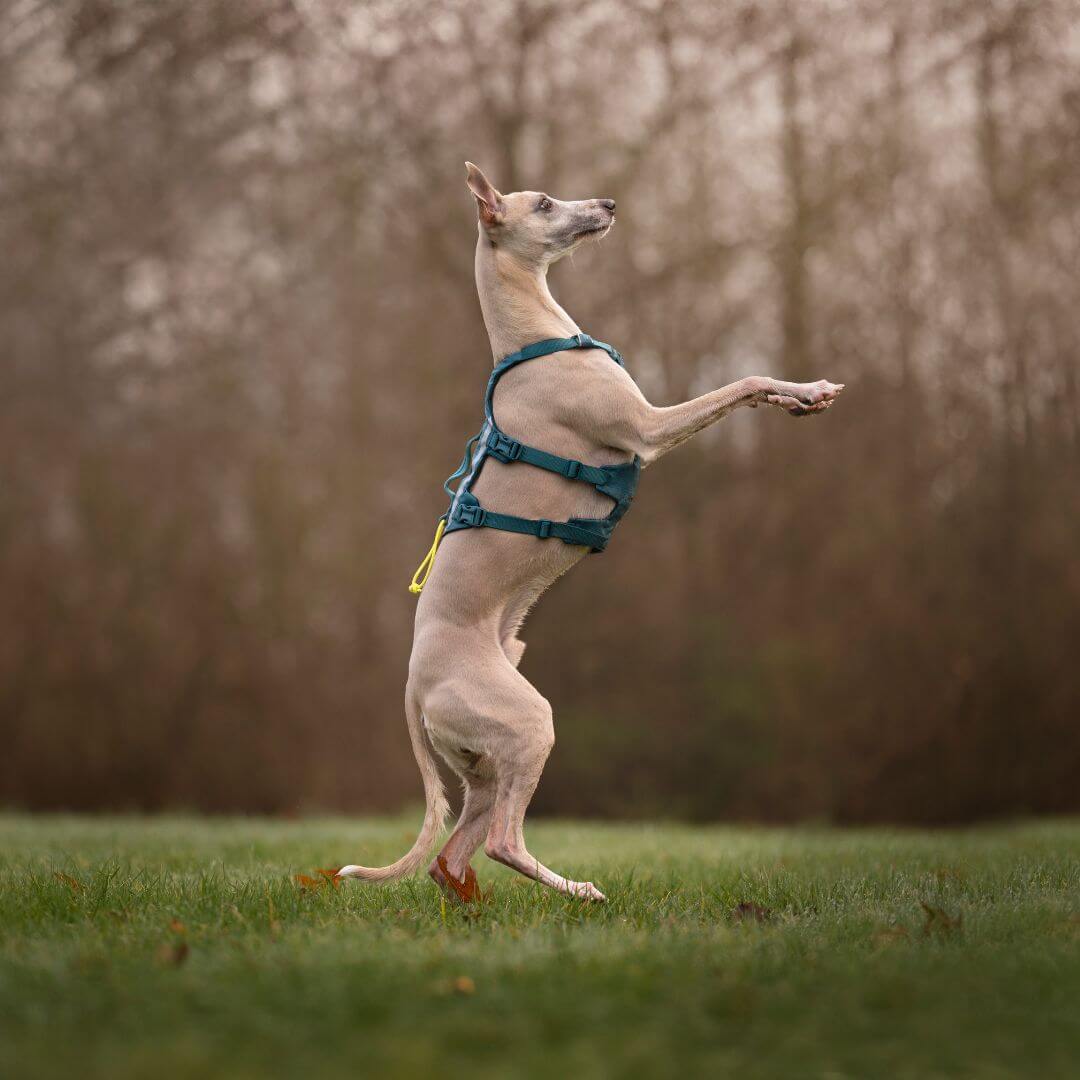 Non-stop dogwear Ramble long koiran valjaat, petrooli
