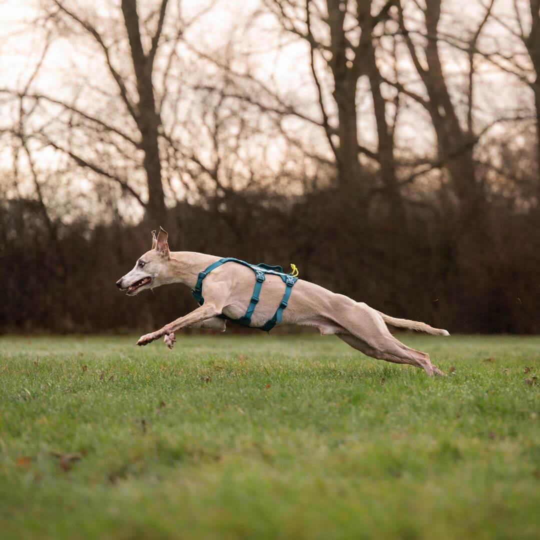 Non-stop dogwear Ramble long koiran valjaat, petrooli