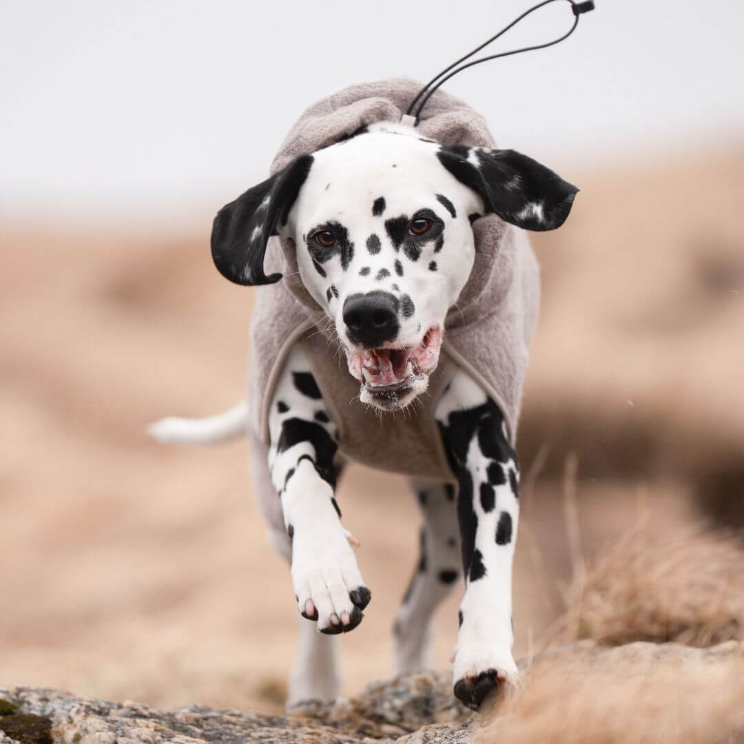 Non-stop dogwear Drying coat, sand