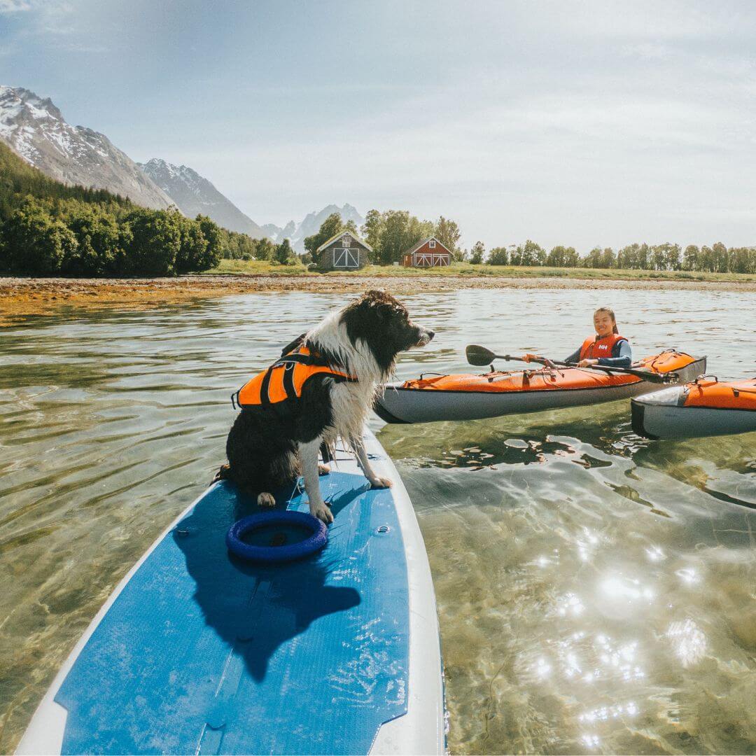 Non-stop dogwear Safe life jacket 2.0 koiran pelastusliivi