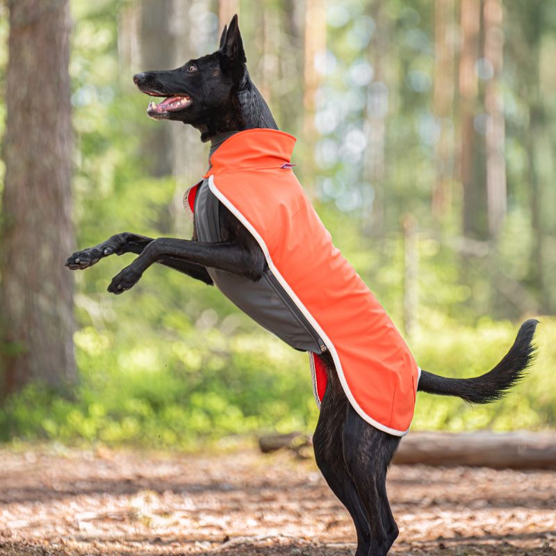 Koira seisoo takajaloilla metsässä Oranssi SporttiPomppa päällä.