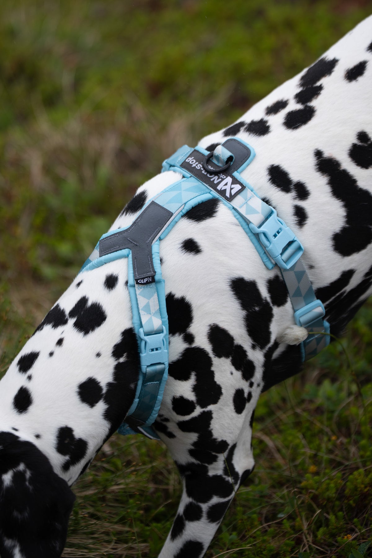 Non-Stop Dogwear Trekking Line Harnes CLIP'N Ice Blue ylhäältä