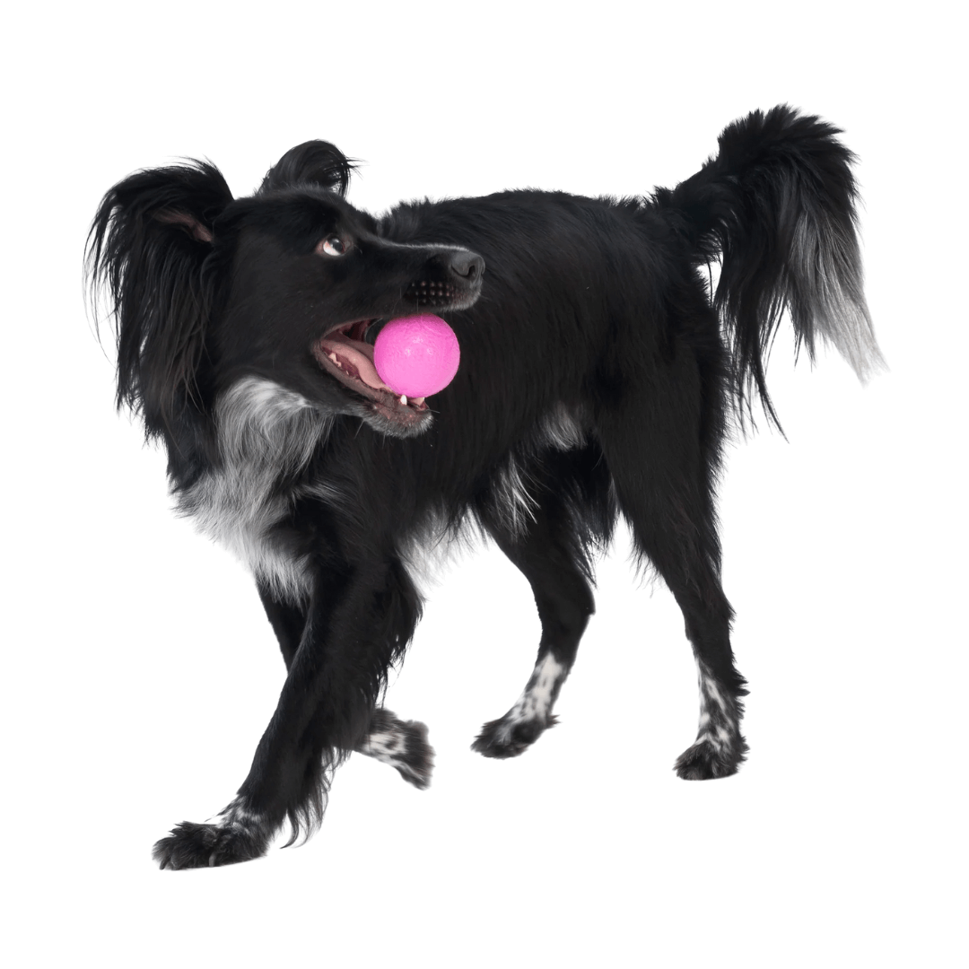 West Paw Boundr koiran pallo 2 kpl