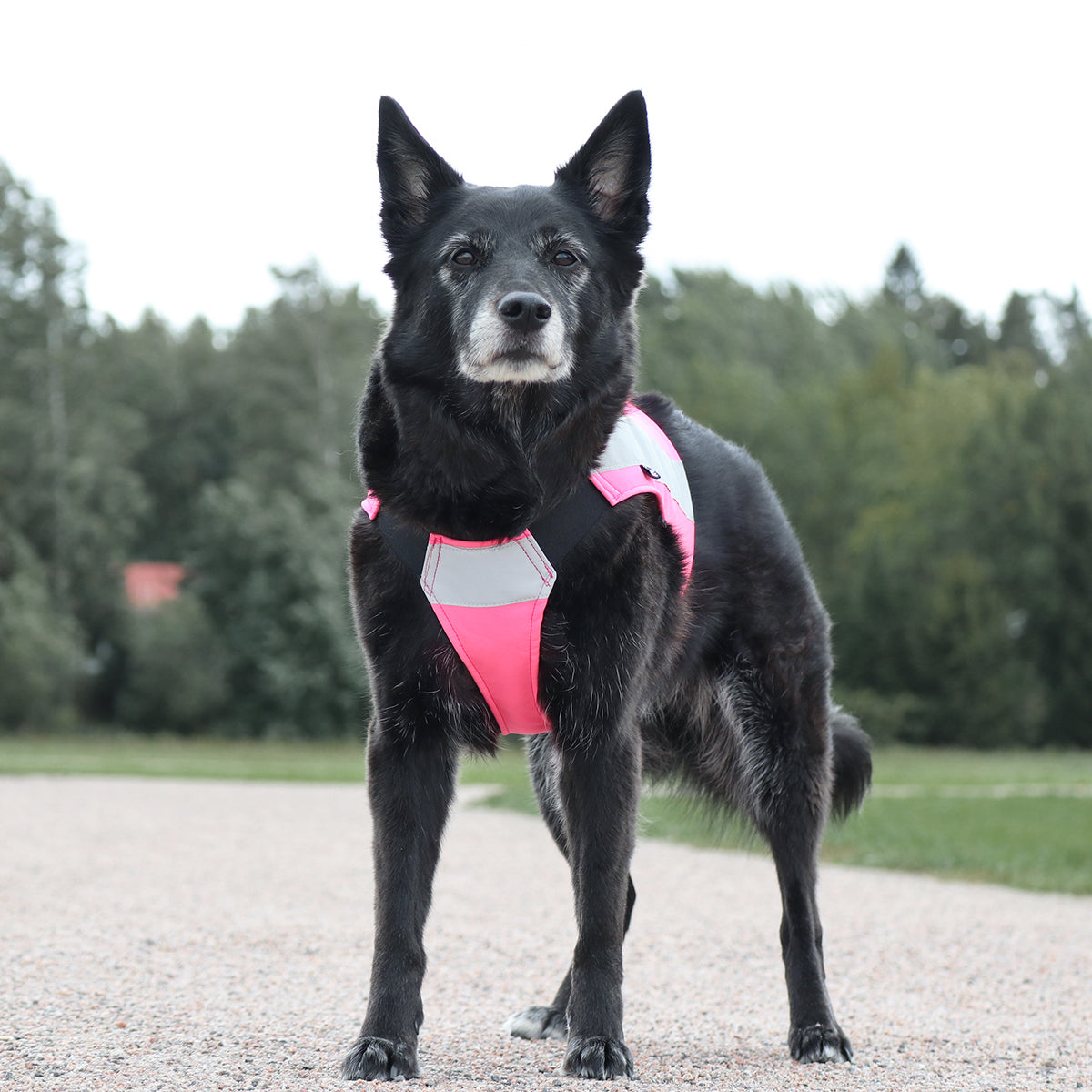 Maike Softshell koiran huomioliivi, keltainen