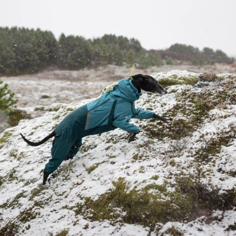 Non-stop dogwear Fjord overall koiran sadehaalari petrooli