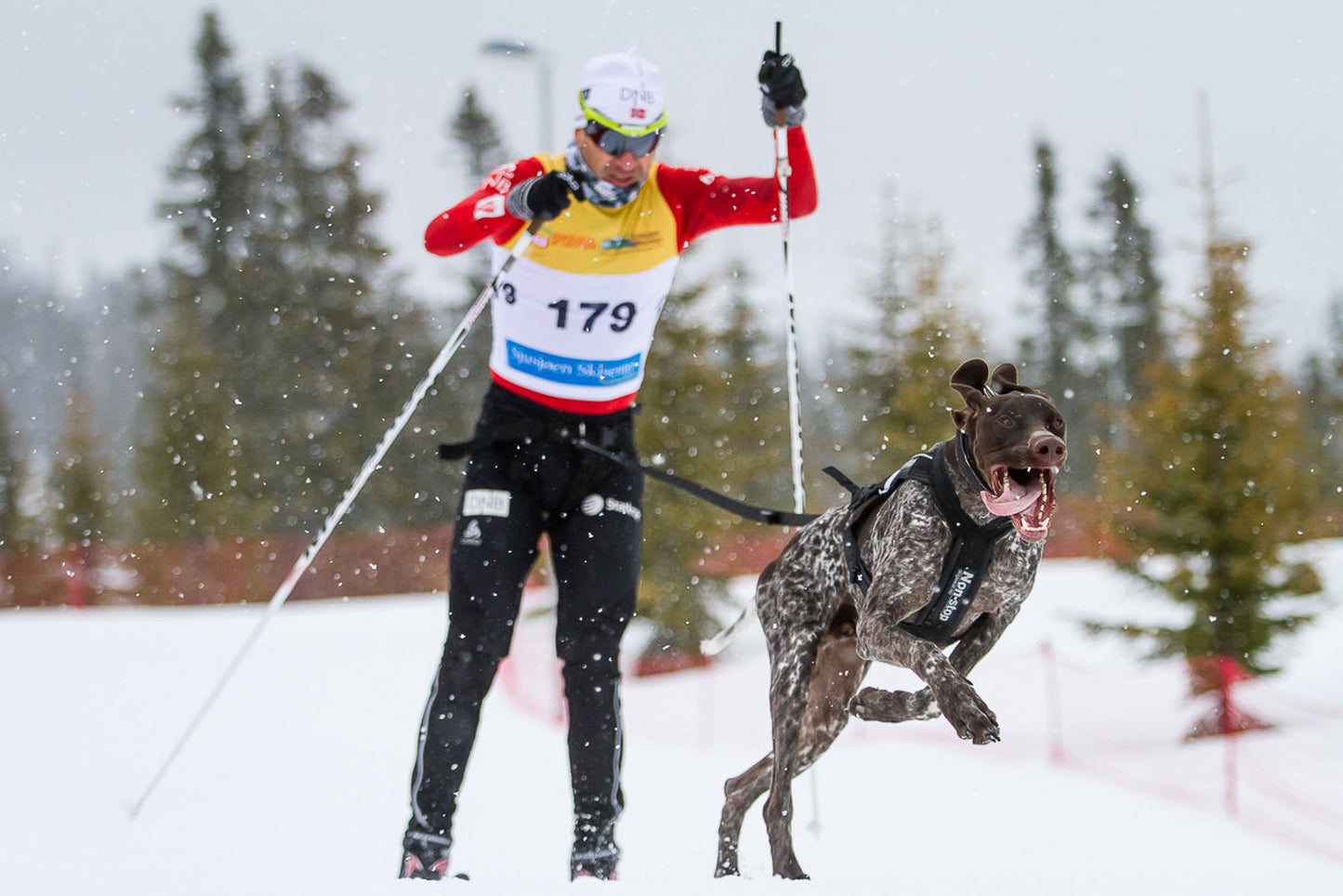 Non-Stop dogwear Freemotion vetovaljas