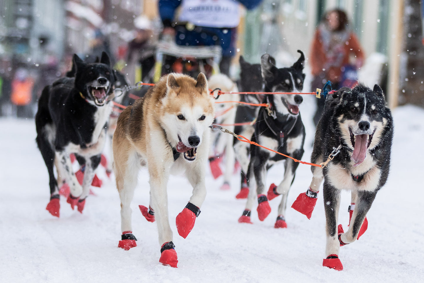 Non-stop dogwear Long Distance Booties