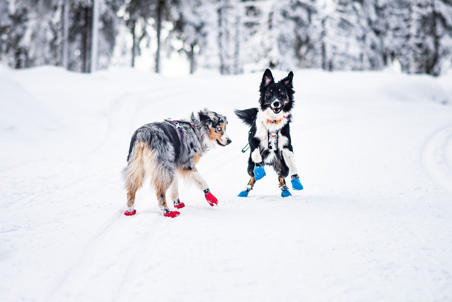 Non-stop dogwear Long Distance Booties
