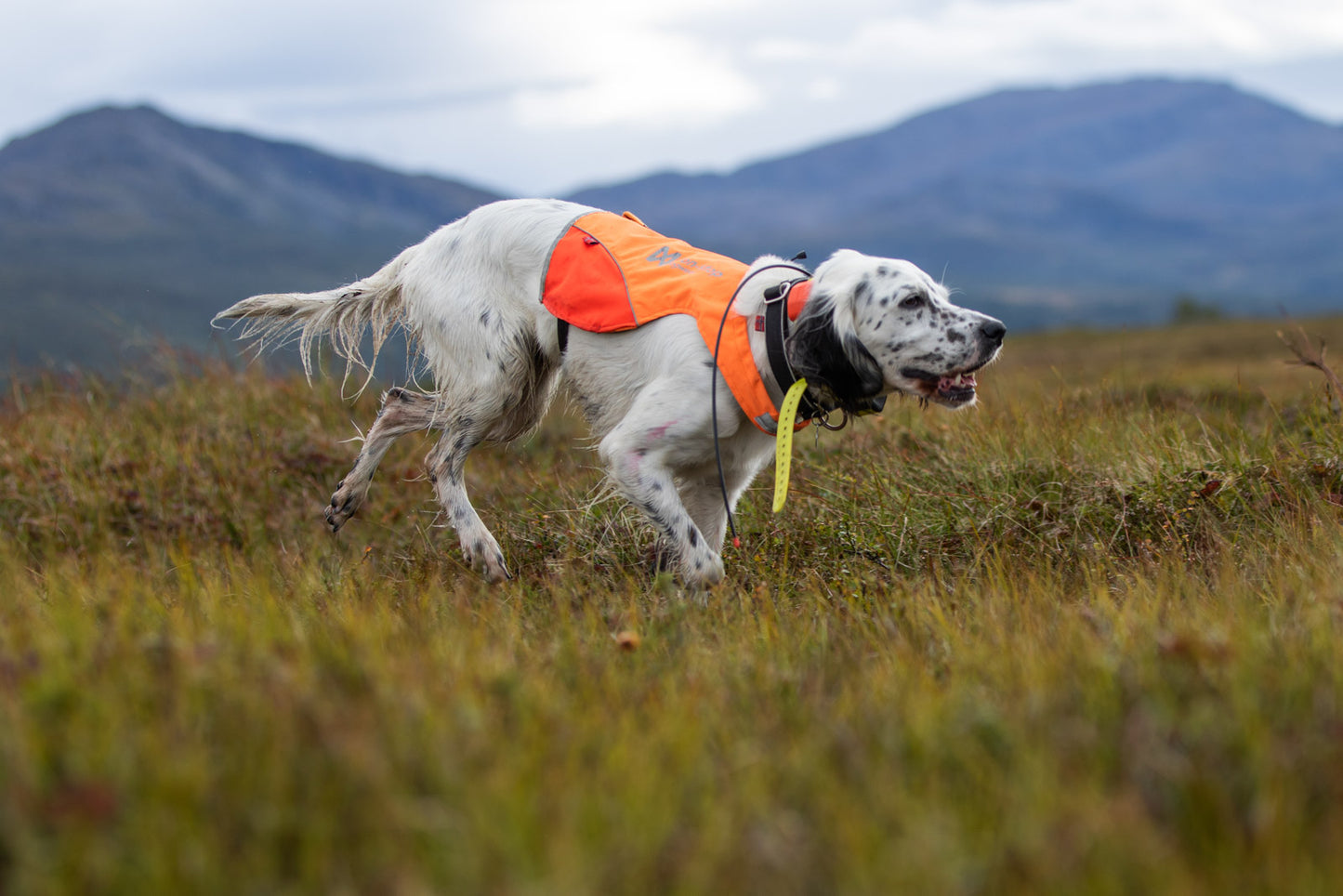 Non-stop dogwear Protector Cover koiran huomioliivi