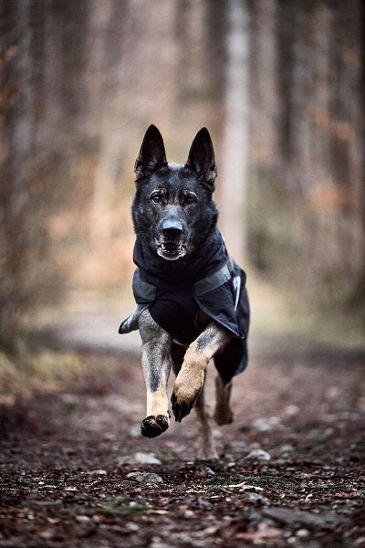 Non-stop dogwear Trekking koiran sadetakki
