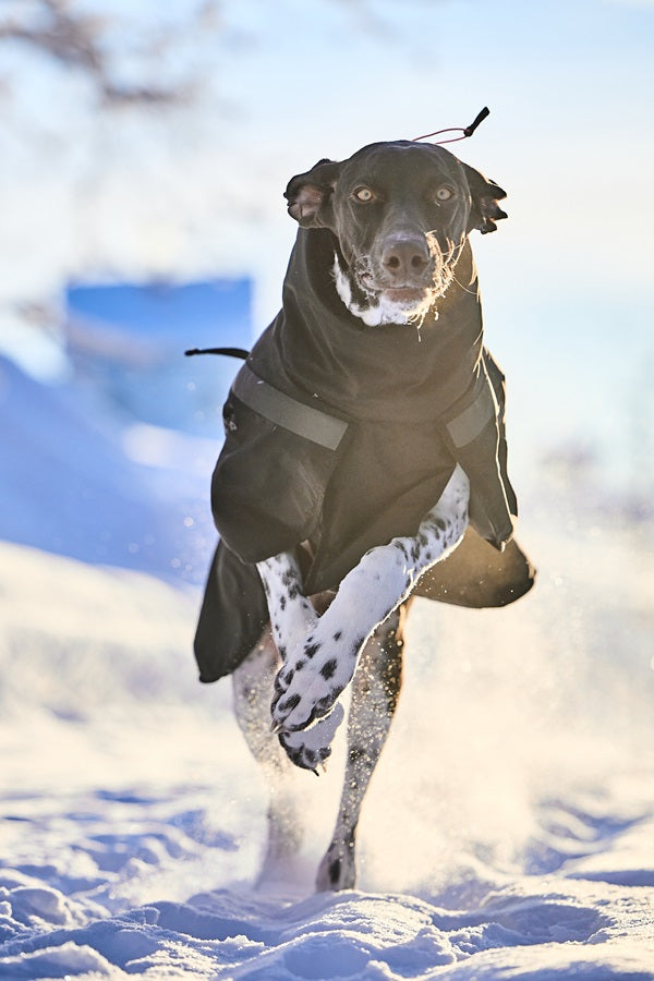 Non-stop dogwear Trekking Insulated koiran talvitakki