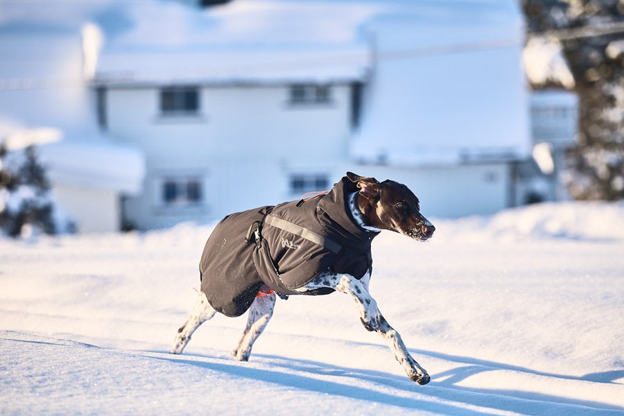 Non-stop dogwear Trekking Insulated koiran talvitakki