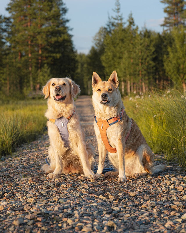 Woolly Wolf Alpha 360 koiran valjaat, Golden Hour Mix