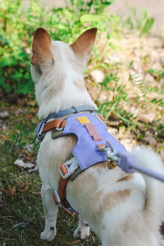 Woolly Wolf Alpha 360 koiran valjaat, Lavender