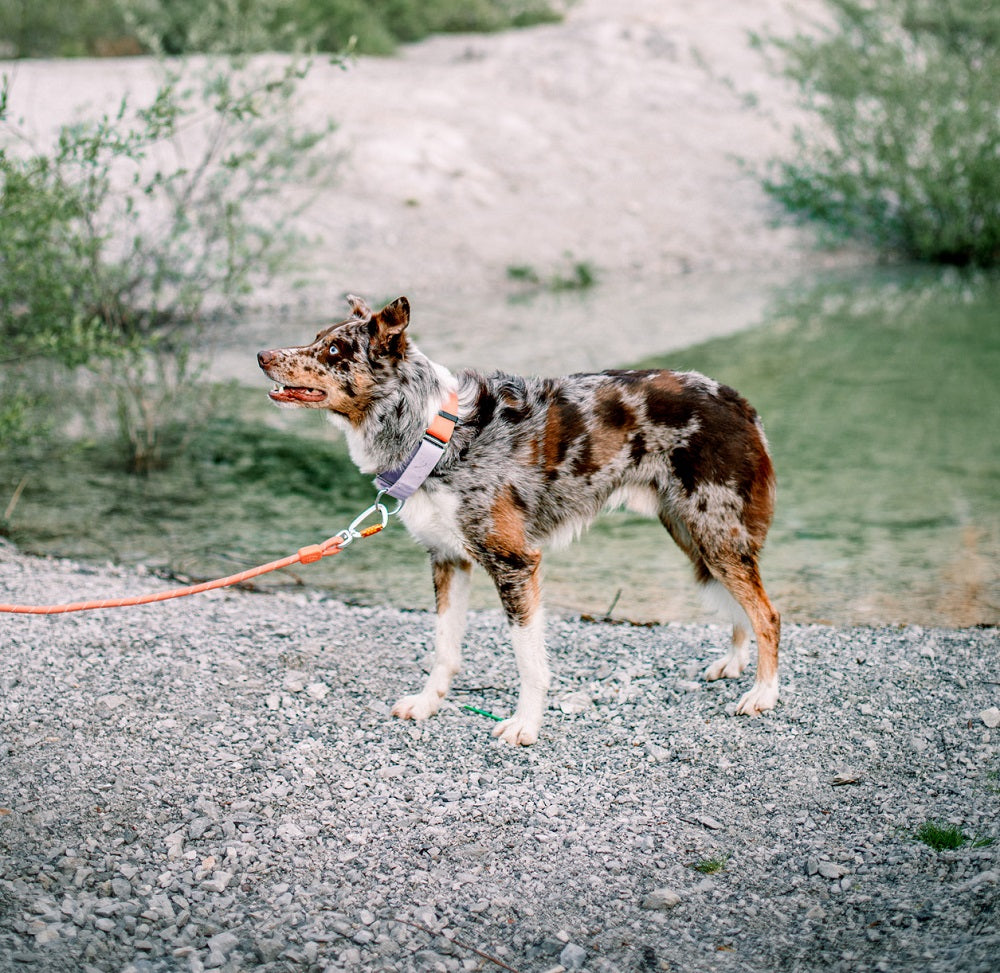 Woolly Wolf Martingale Salmon Pink Mix koiran kaulapanta
