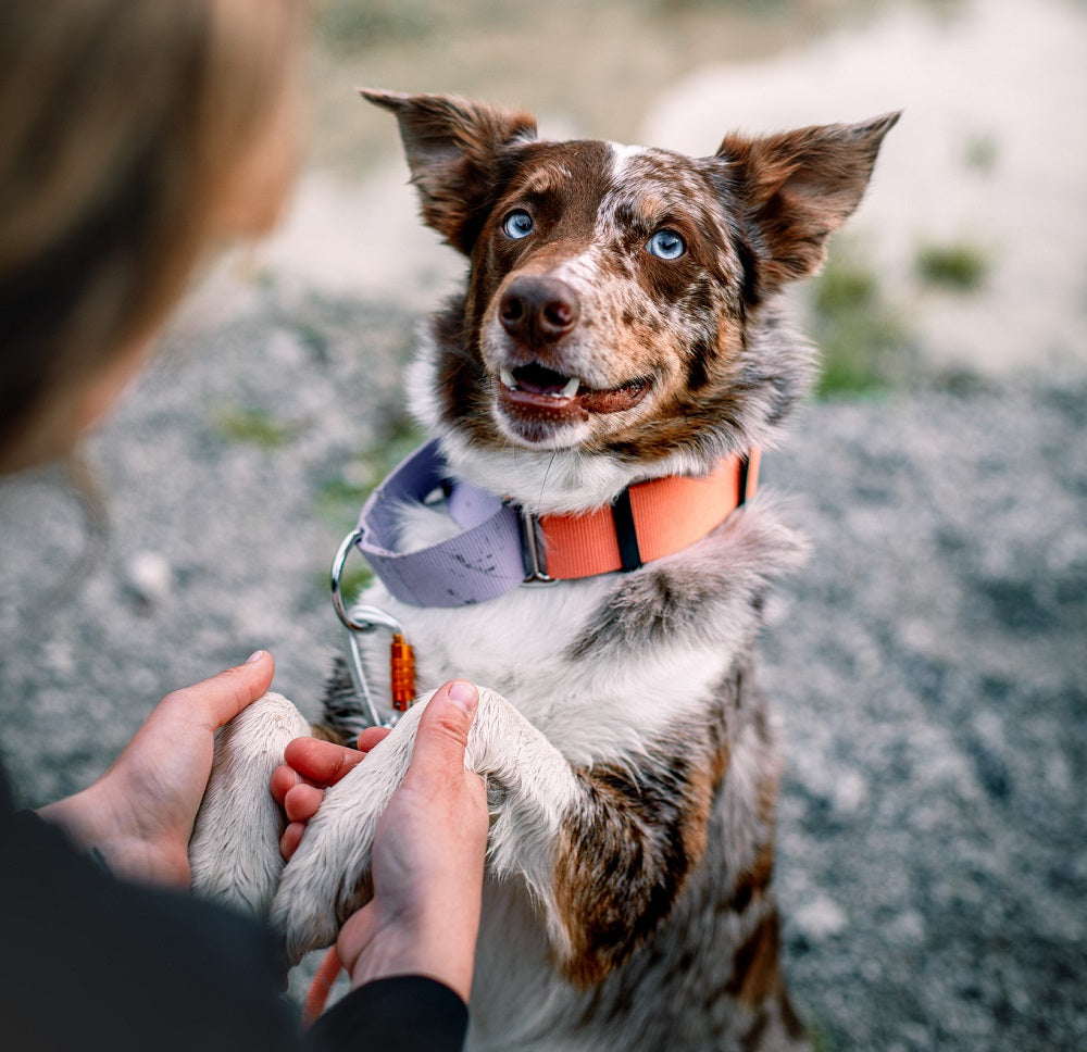 Woolly Wolf Martingale Salmon Pink Mix koiran kaulapanta