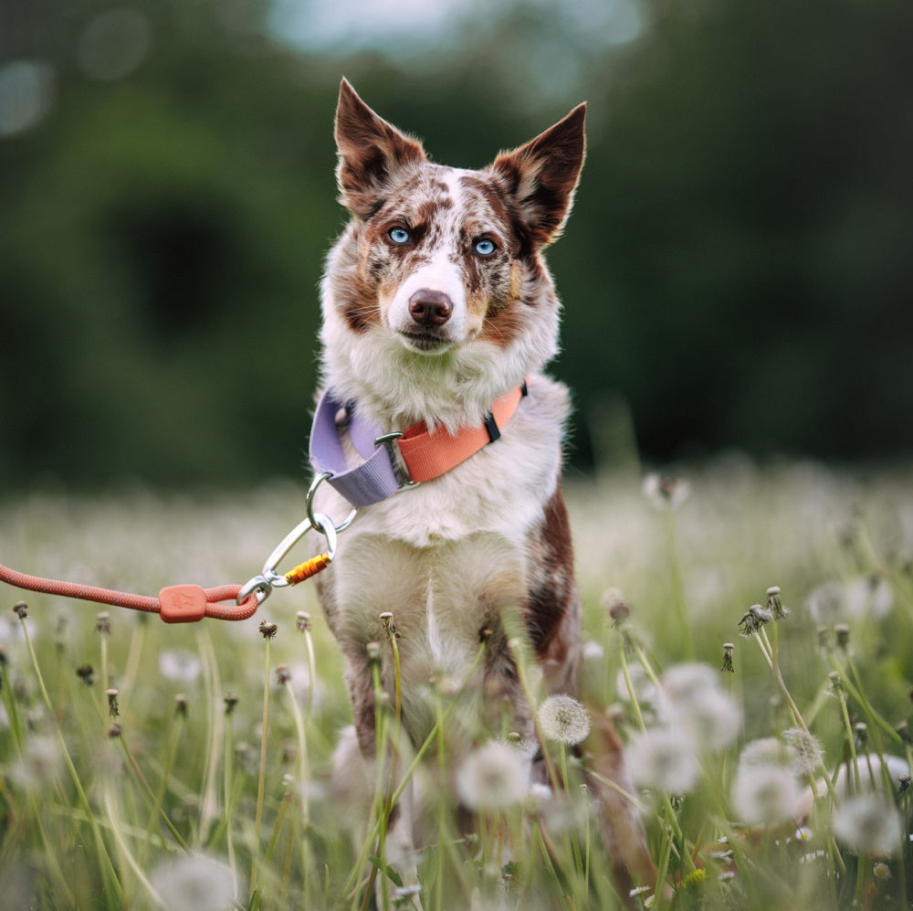 Woolly Wolf Martingale Salmon Pink Mix koiran kaulapanta