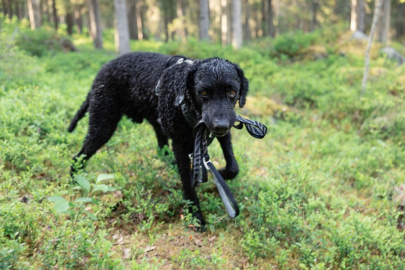 Woolly Wolf Roam koiran valjaat, Black Ripple