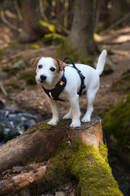 Woolly Wolf Roam koiran valjaat, Black Ripple