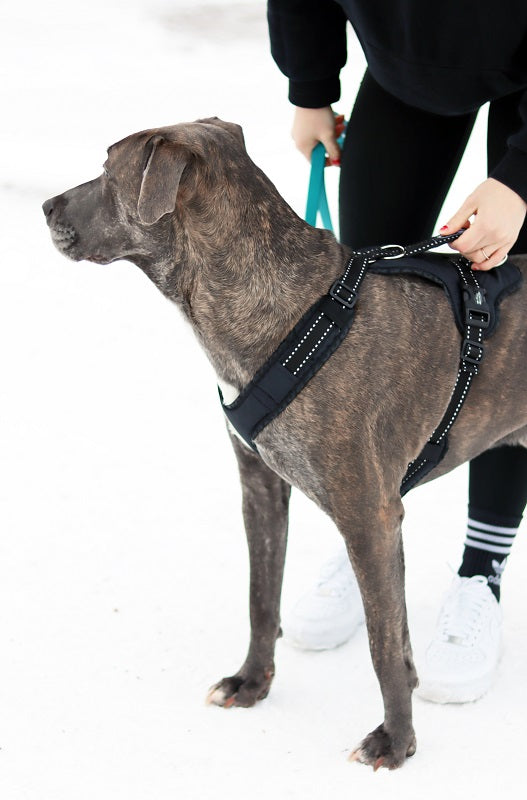 Zero DC Easy Peasy Royal koiran valjaat, harmaa